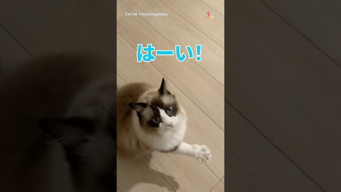 お返事上手な猫ちゃん