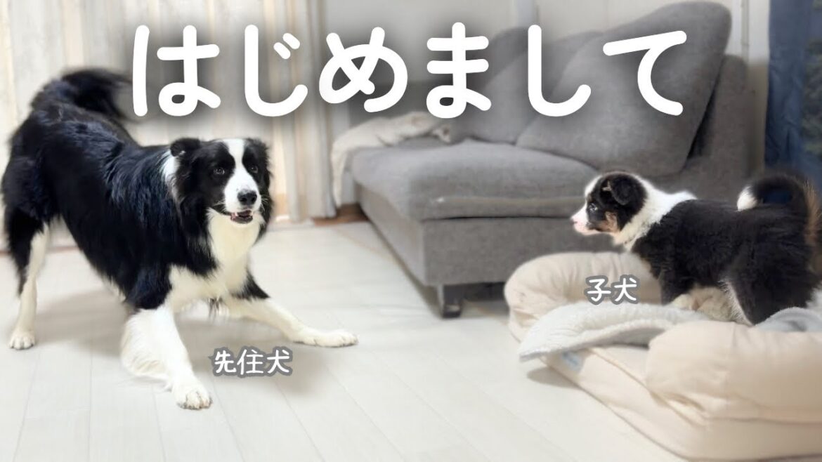 【初対面】ボーダーコリーの子犬と先住犬の「はじめまして」がこちらです