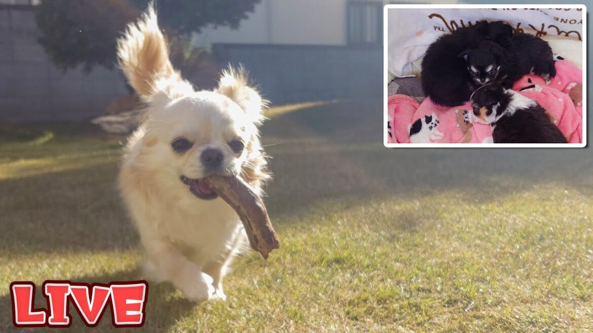 【Live】生後36日のチワワ兄妹を見守りながらお庭雑談【ブリーダー】