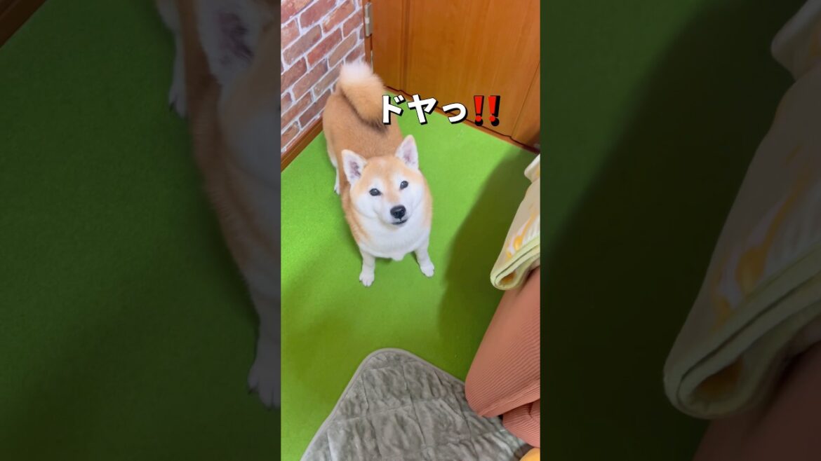 やればできる子🐶🤣#柴犬 #shibainu #shorts