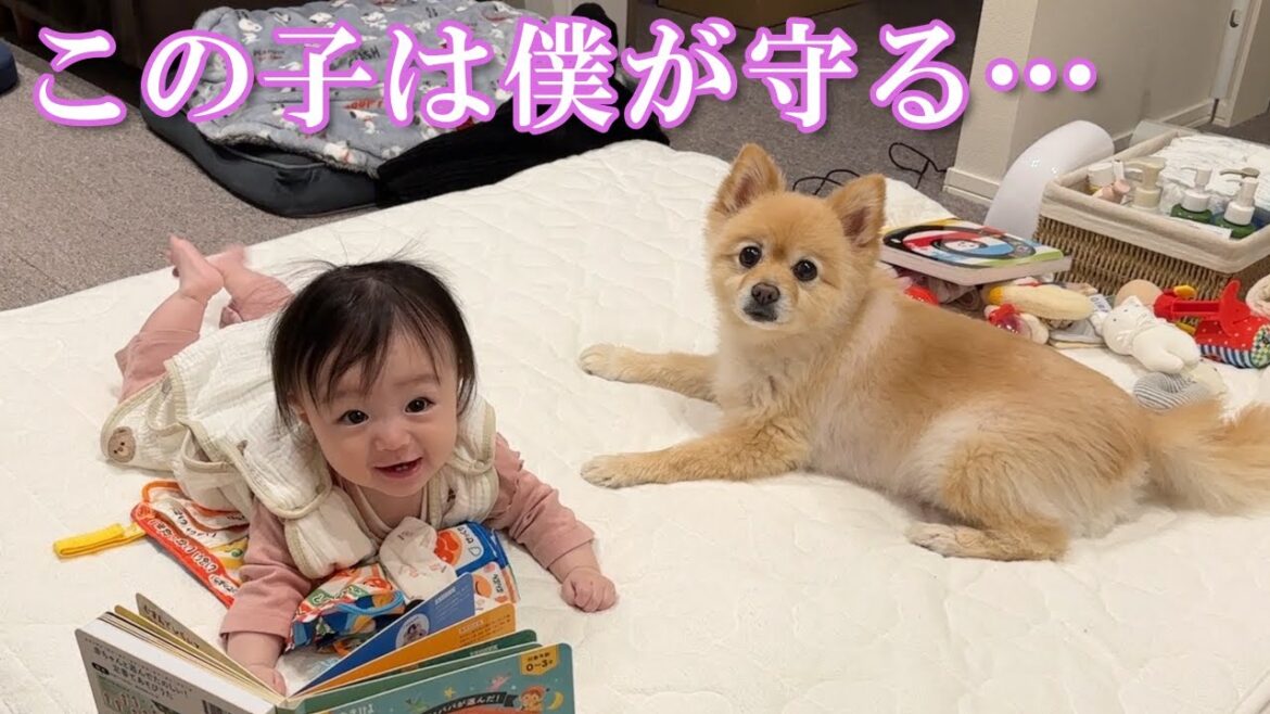 体調不良の赤ちゃんに優しく寄り添ってくれるポメラニアンの姿が感動的でした…