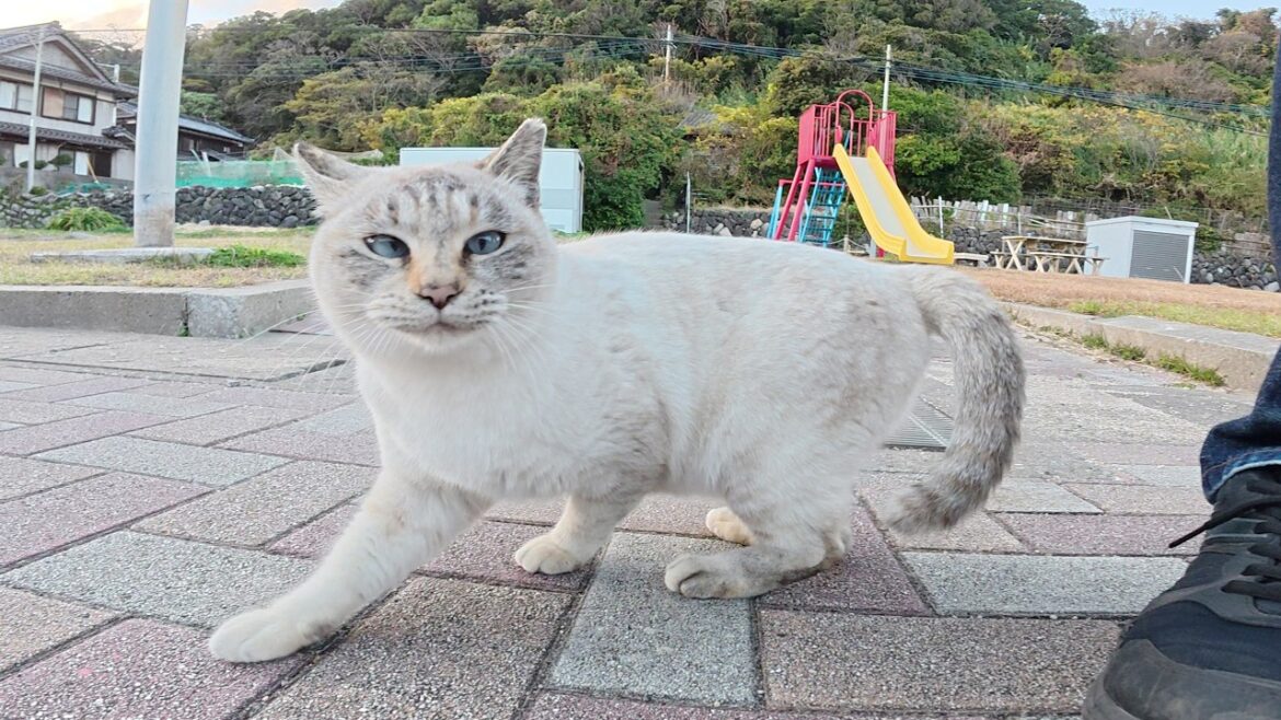 寄り目のシャム猫ちゃんが別の縄張りの猫達と公園で交流した結果・・・