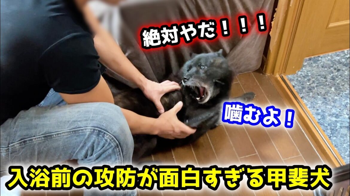 お風呂嫌いな甲斐犬一休を入浴させようとしたらこうなりました