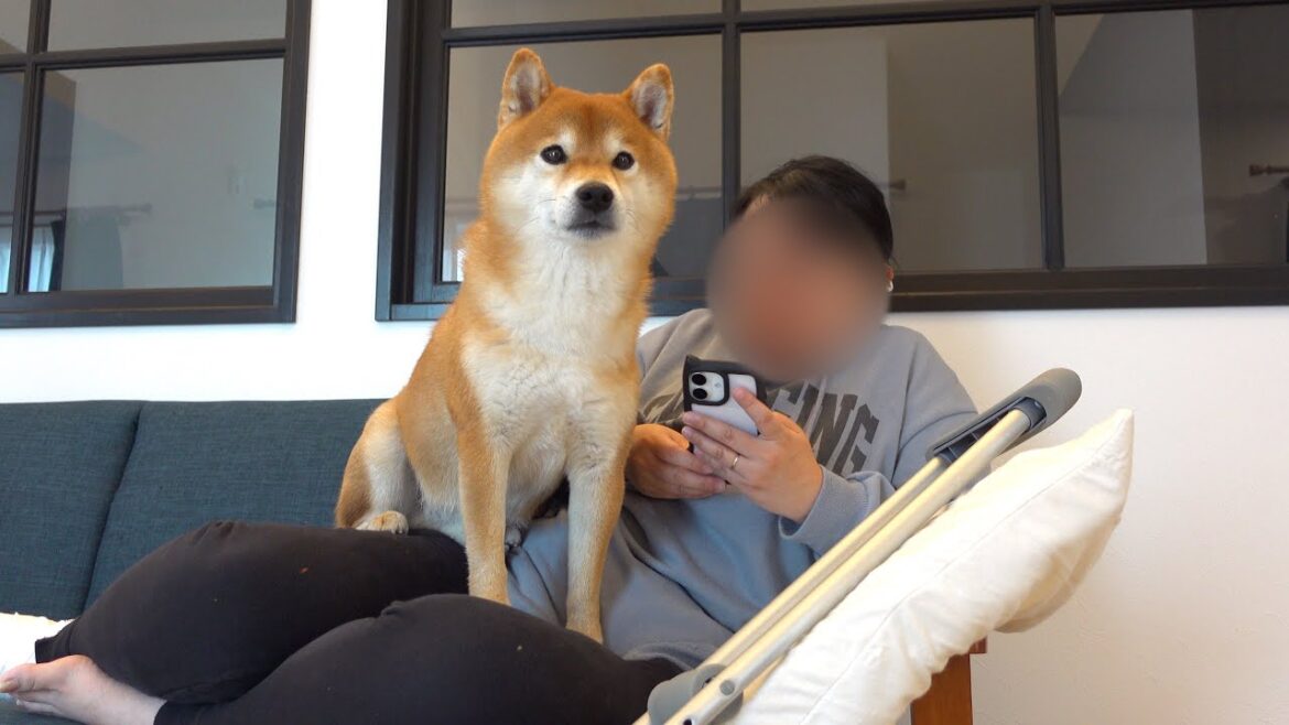 ママの骨折が長引くなかで…柴犬が本気出してきました