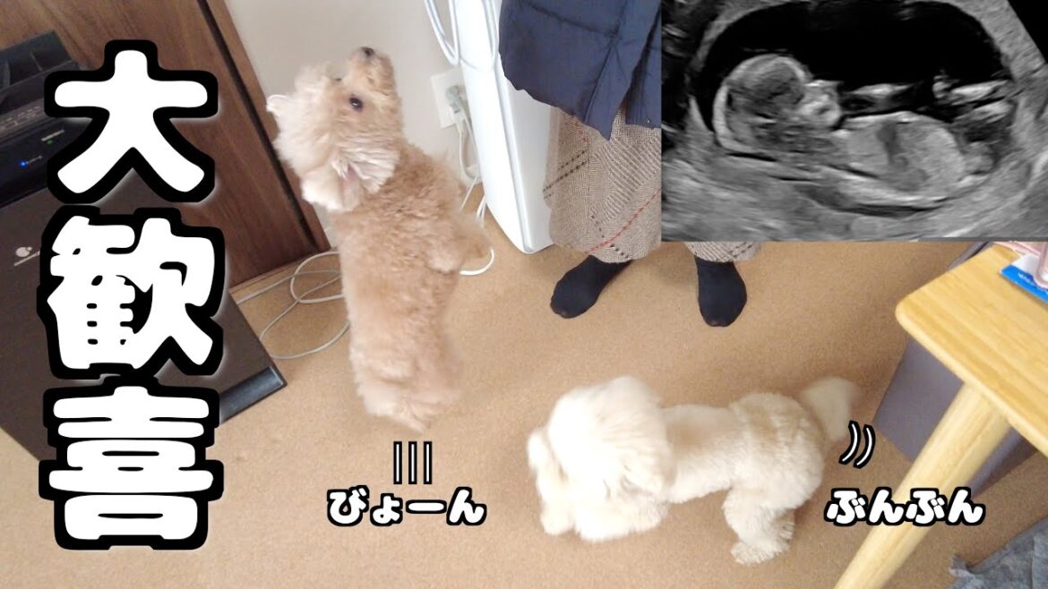 つわりを心配して来てくれた母に大喜びする愛犬たちｗ（エコーあり）
