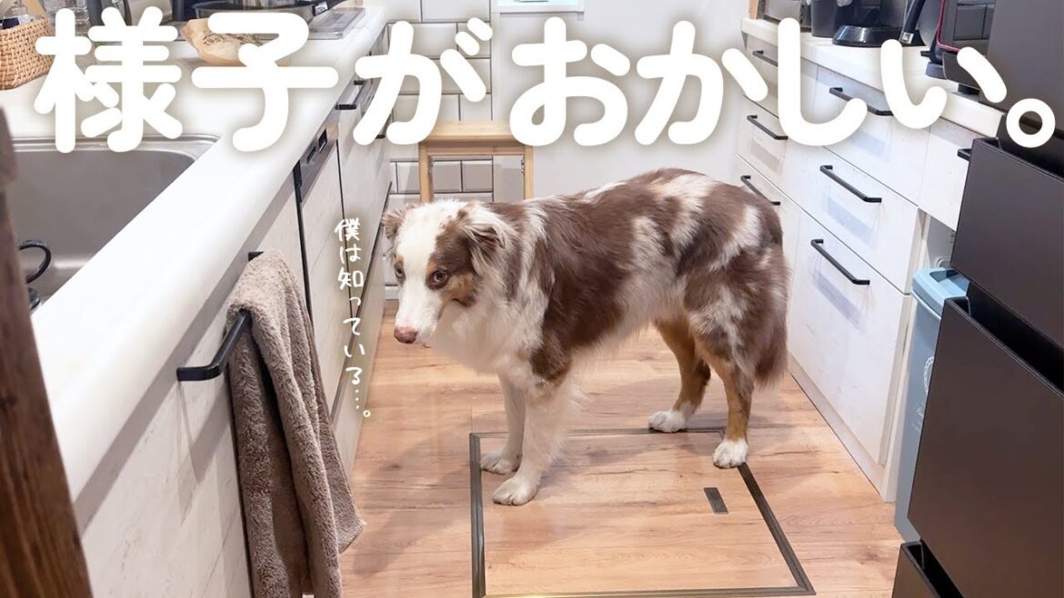 キッチンで明らかに挙動不審な犬を発見しました・・・😂【オーストラリアンシェパード・ボーダーコリー】