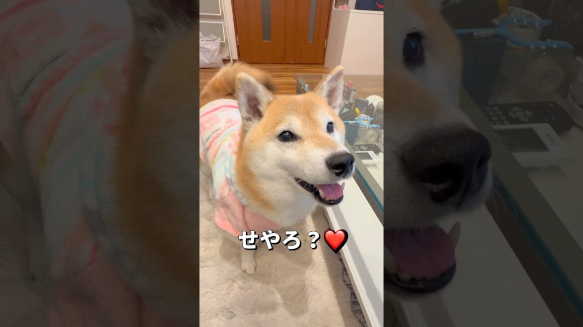 めんどくさがりな天才😂#柴犬 #shibainu #shorts