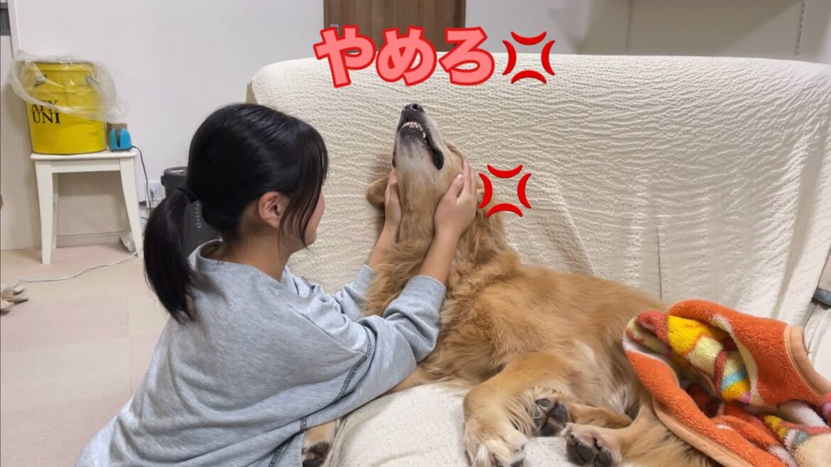 姉のイタズラでイライラ100%の爆発寸前な大型犬クッキー【ゴールデンレトリバーとミニチュアダックスフンド】