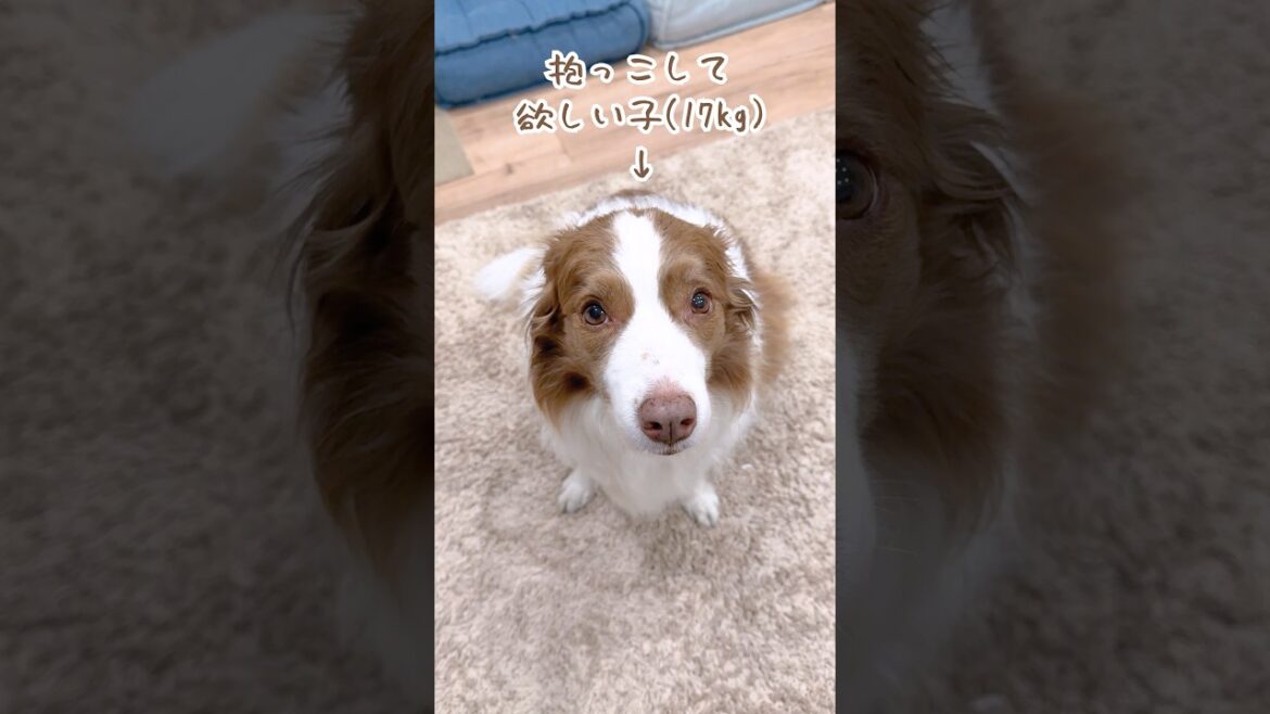 抱っこをせがむ犬が可愛すぎました😂【ボーダーコリー】#shorts 抱っこをせがむ犬が可愛すぎました😂【ボーダーコリー】#shorts