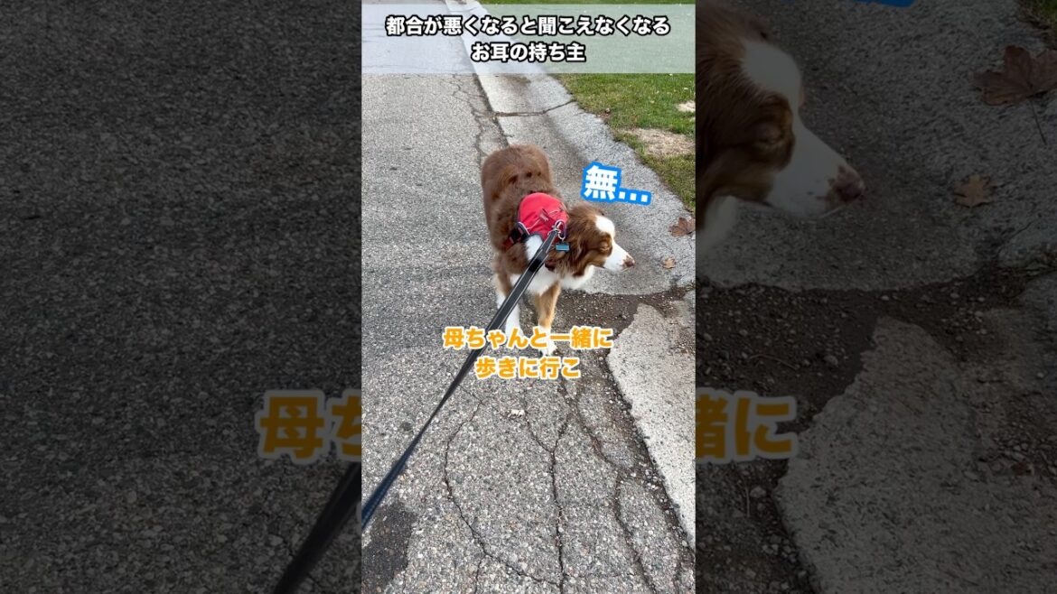 都合が悪くなると地蔵化する大型犬#オーストラリアンシェパード#かわいい犬 #癒し#大型犬