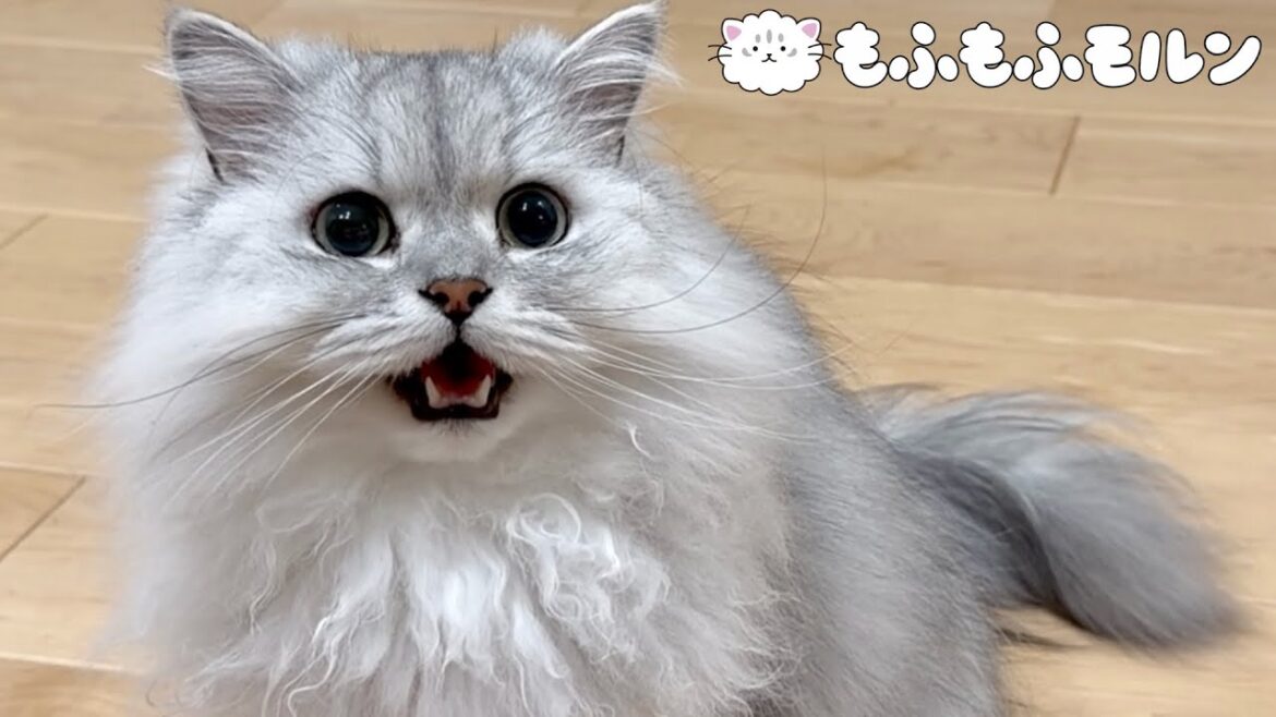 夕飯時に猫が騒がしくなるのは…？ 【サイベリアン】