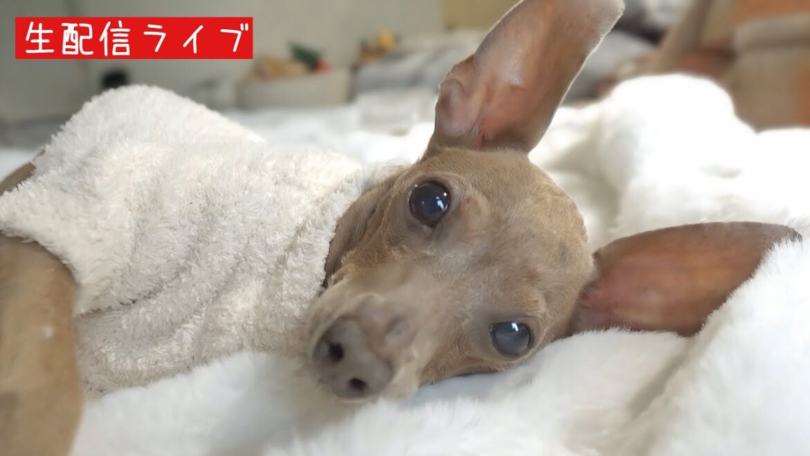 レイス君とまったり雑談年末生配信ライブ（ミニピン）