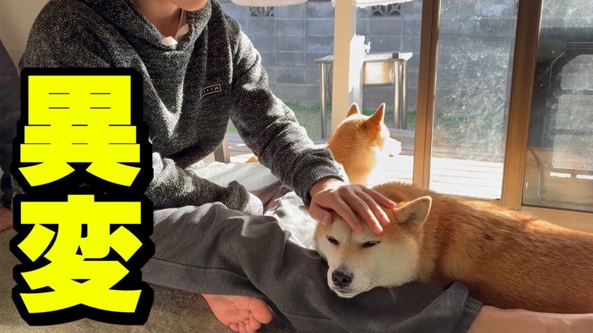 兄の彼女に会った反動で柴犬姉妹と娘に異変が…