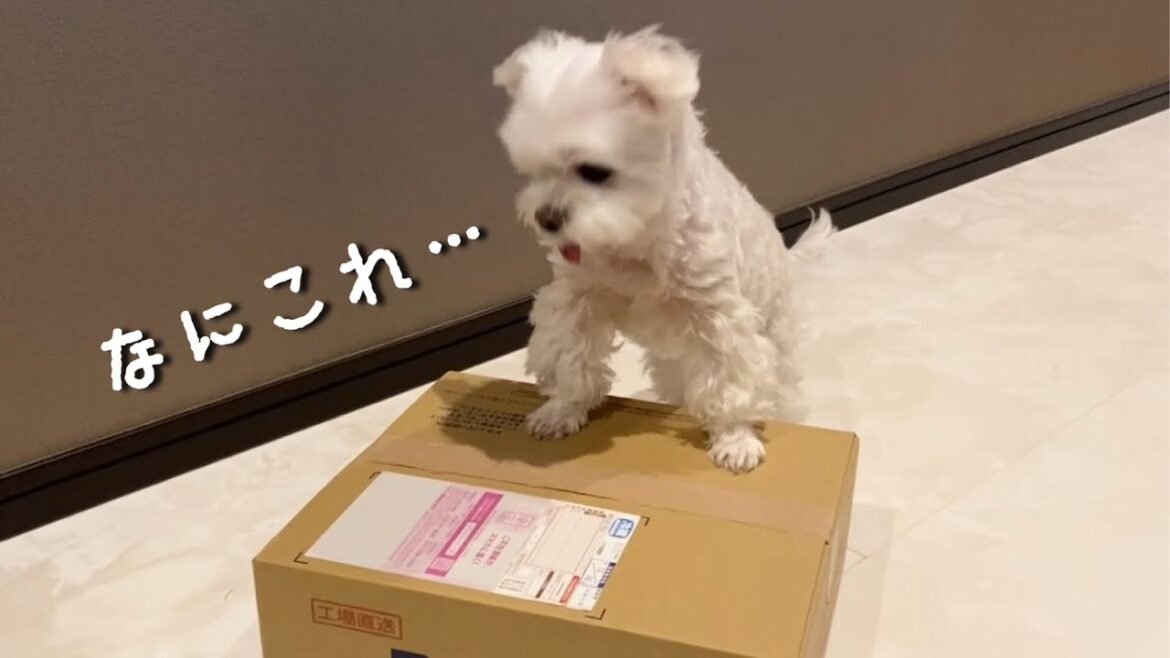 視聴者様からとんでもない物が届きました…