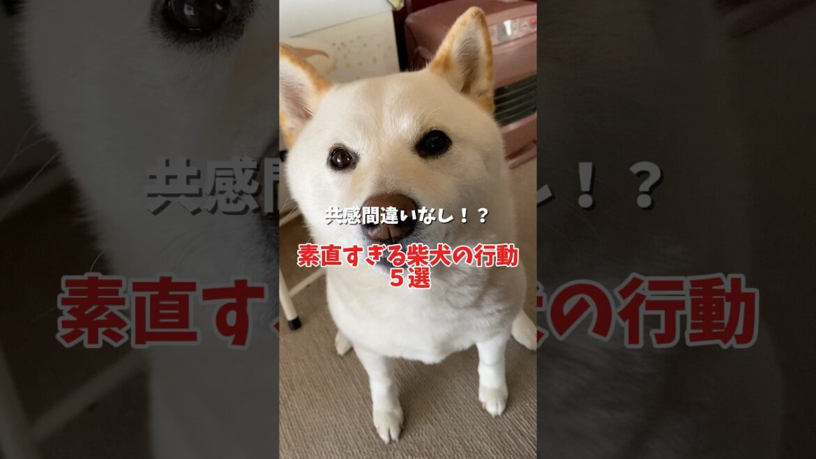 素直すぎる柴犬の行動５選❗️ #shorts #柴犬 #犬 #dog