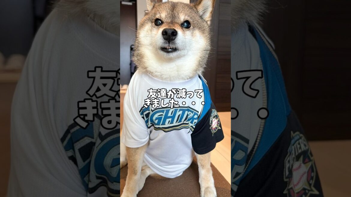 🐕いつの間にか１番の年長者になった柴犬は・・・