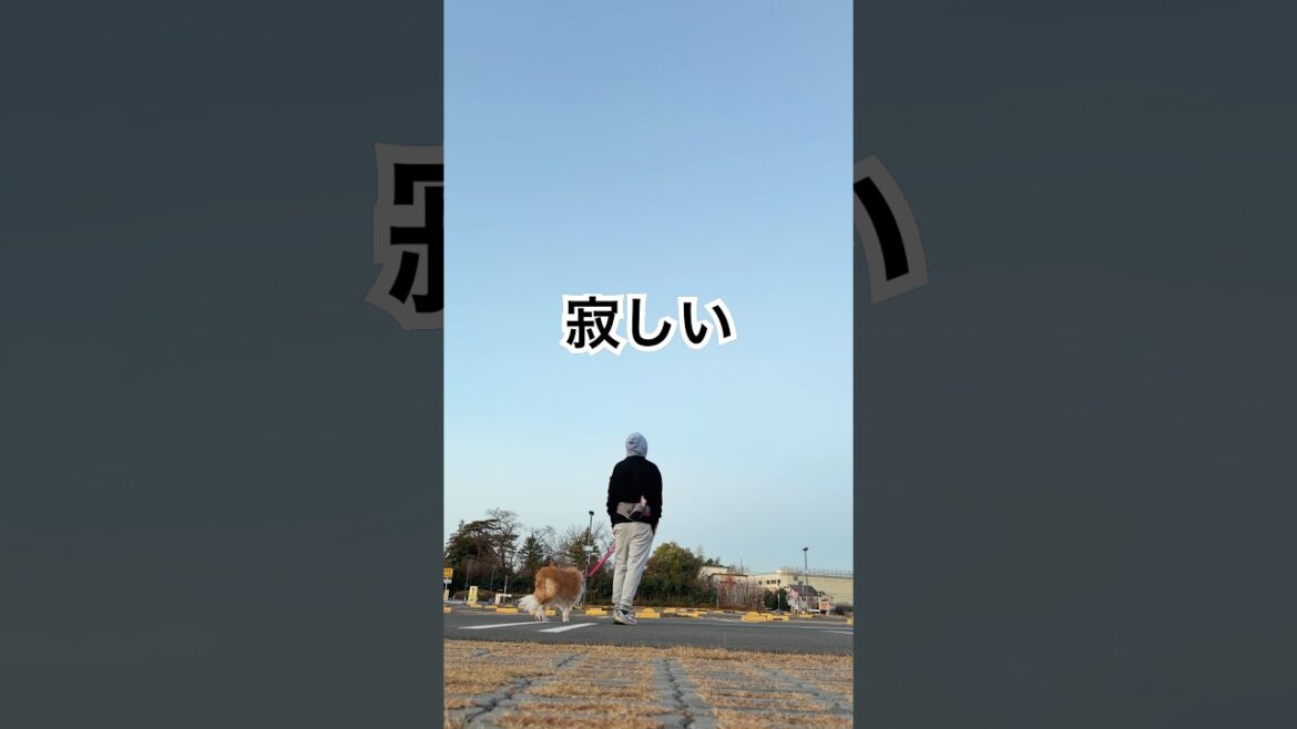 ボーダーコリーを飼う人へ、カートなくていんだけど、、、なんか寂しい #わんだブログ #vlog #bordercollie #犬 #猫