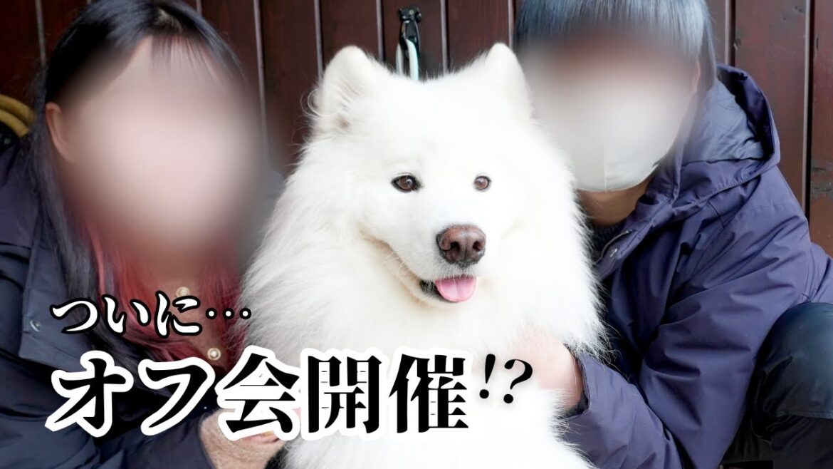 サモエドとオフ会開催予定について会議した日