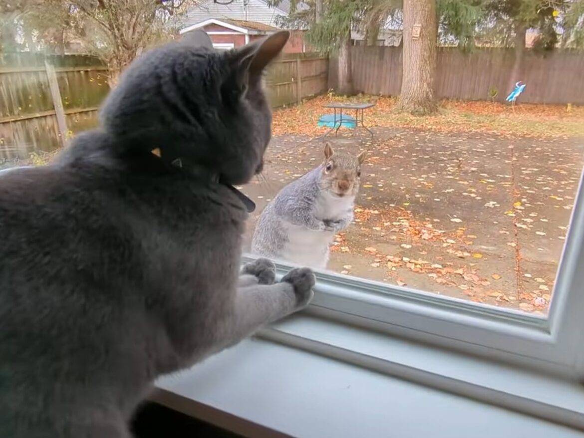 一緒に遊びたい? 猫が窓越しに出会った《小さな訪問者》…ひとときのキュートな交流にほっこり「友情が生まれたね」 | オトナンサー 一緒に遊びたい? 猫が窓越しに出会った《小さな訪問者》…ひとときのキュートな交流にほっこり「友情が生まれたね」 | オトナンサー