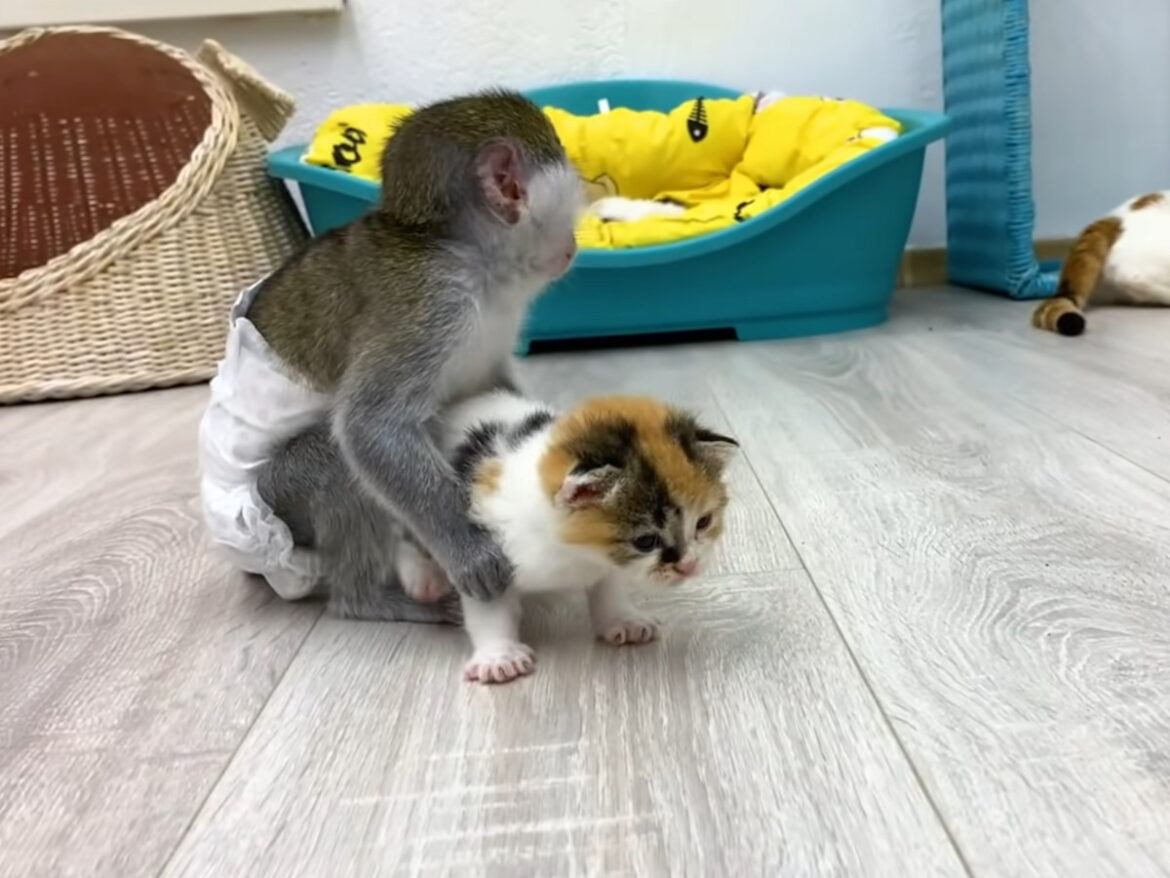 子猫を見守るのは…母猫ではなく《赤ちゃん猿》！？ 優しくお世話する姿に反響続々「優しい」「かわいい！」 | オトナンサー