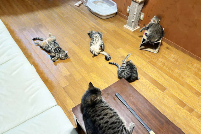 【散らかってくれてありがとう】“猫が散らかっている” とは → 最高の空間が仕上がっているということ