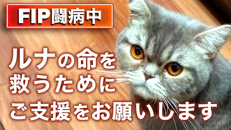 FIPから愛猫ルナの命を救いたい!治療費の支援をお願いします。(西村優紀 2025/12/24 公開) – クラウドファンディング READYFOR 西村優紀