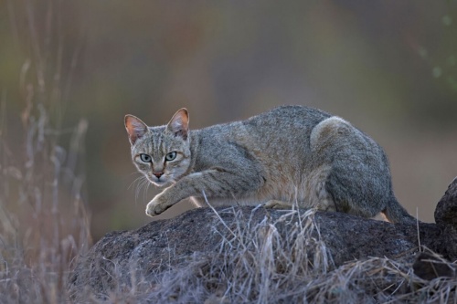南アフリカ、クルーガー国立公園の岩の上でくつろぐヤマネコ（Felis lybica）。（RICHARD FLACK, NATURE PICTURE LIBRARY）