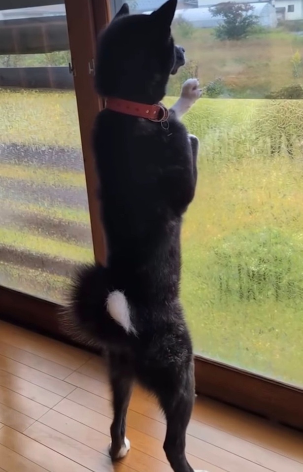 後ろ足で立ち、窓の外をじっと見つめるお殿水くん（⇒次へ）