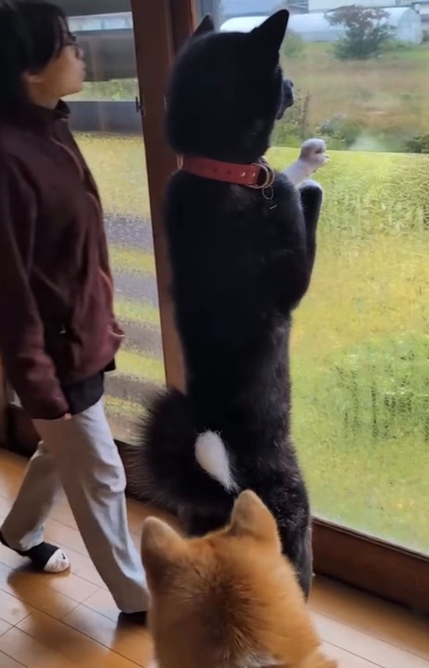 お殿水くんの隣に並ぶ飼い主さん▶一緒に窓の外をのぞき…（⇒次へ）