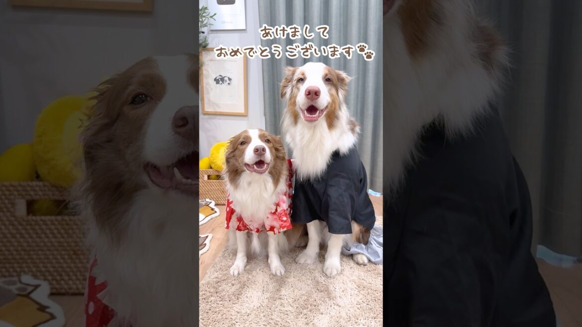 【2026年】あけましておめでとうございます!🎍🌅【ボーダーコリー・オーストラリアンシェパード】 #shorts 【2026年】あけましておめでとうございます!🎍🌅【ボーダーコリー・オーストラリアンシェパード】 #shorts