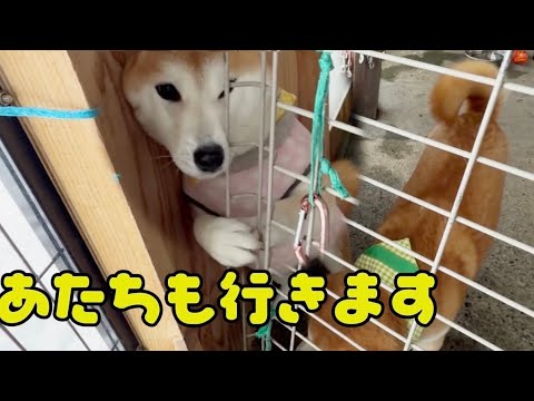 【涙の訴え】置いてかないでとニャーニャーと犬語で訴える柴犬の女の子が可愛すぎました 【涙の訴え】置いてかないでとニャーニャーと犬語で訴える柴犬の女の子が可愛すぎました