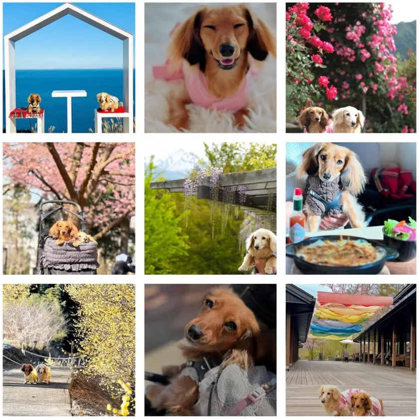 愛犬との旅行をサポート