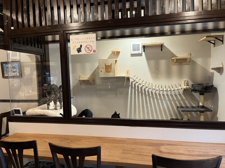 自由に過ごす猫たちを眺められます