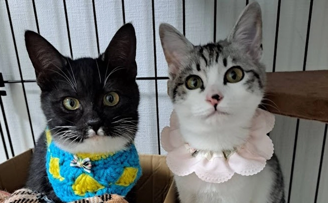 心を込めてお礼メール。里親会にて、おもてなし♪【事前連絡お願いします】(火葬サービス割引券付)