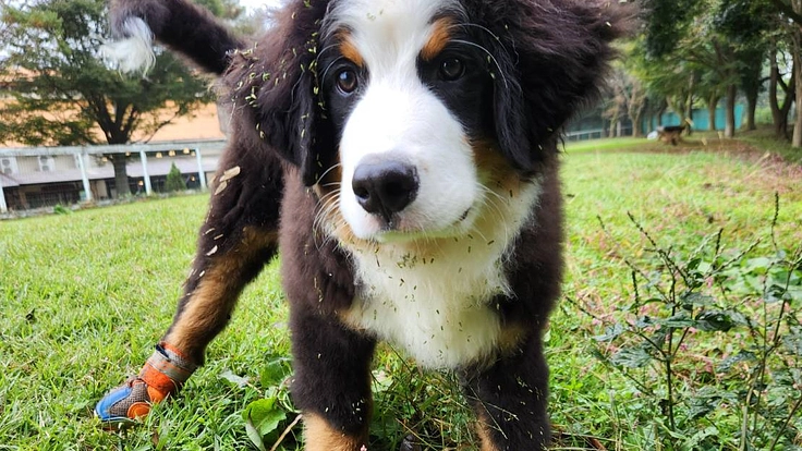 稀な脚奇形のある保護犬バーニーズマウンテンドッグを歩かせたい!(保護犬バーニーズマウンテンドッグのクロロ 2026/01/15 公開) – クラウドファンディング READYFOR 保護犬バーニーズマウンテンドッグのクロロ