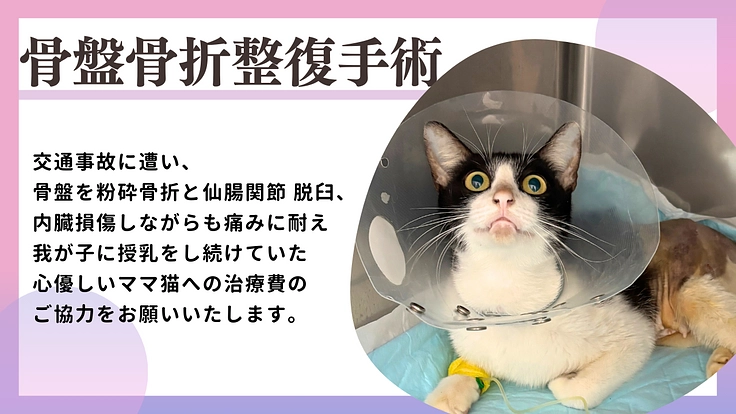 骨盤を粉砕骨折したママ猫とその子猫達にご支援をお願いいたします。(あーさ 2026/01/30 公開) – クラウドファンディング READYFOR あーさ