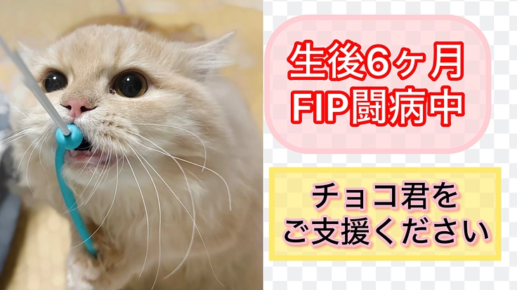 【難病FIPと闘うチョコ!】FIP治療ご支援のお願い(ゆう 2026/01/28 公開) – クラウドファンディング READYFOR ゆう
