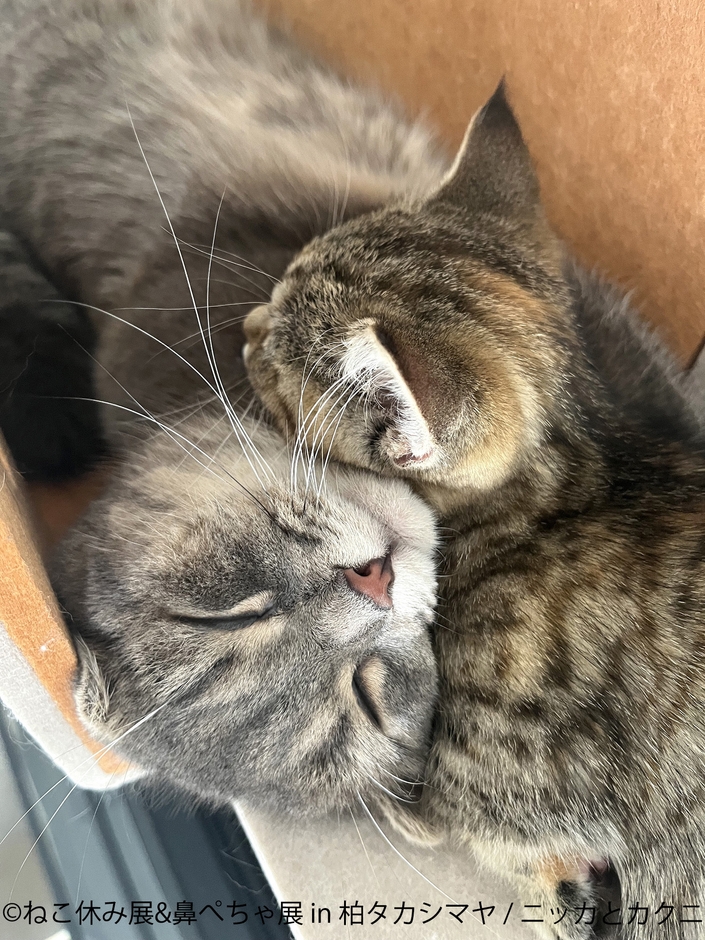 ねこ休み展 展示作品:ニッカとカクニ