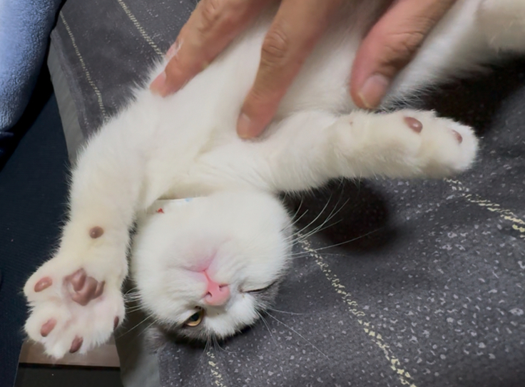 FIPと診断された愛猫ちゃまの写真