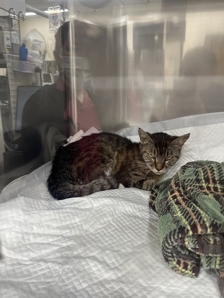 入院中ICUに入るはるちゃん