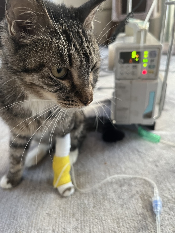 静脈点滴をしながら退院し24時間見守りながら生活しました