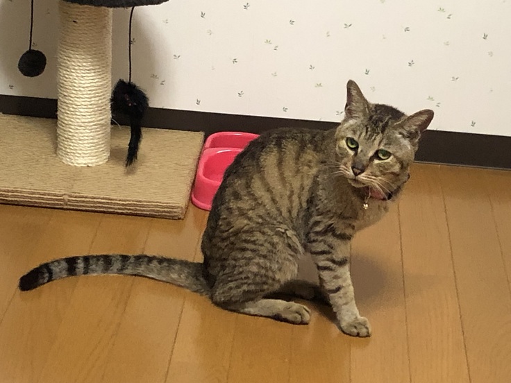 チャッピーくん