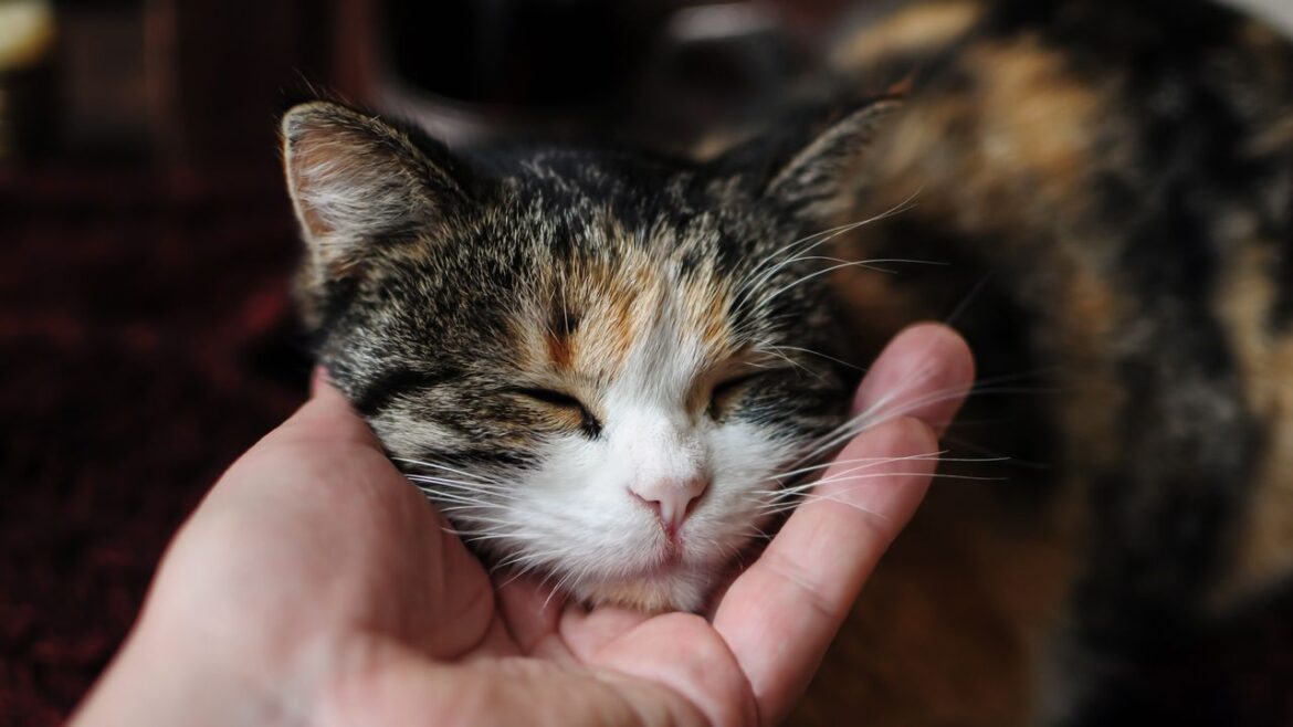 ネコがのどを鳴らす音は、“声紋”のように機能する：研究結果 | WIRED.jp