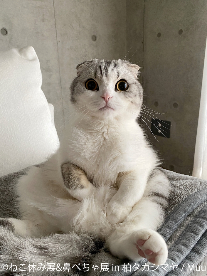 ねこ休み展 展示作品:Muu