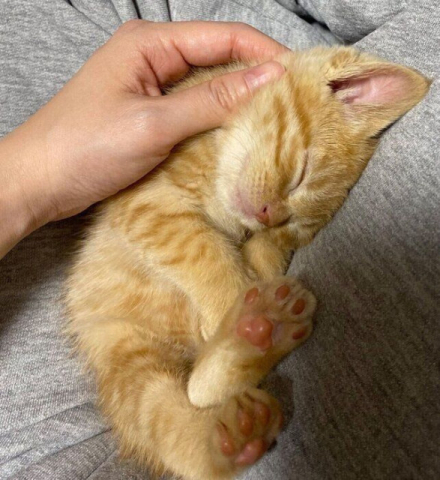 膝の上に“ちょこん”と乗って眠った保護子猫 4年後、「我が家をにぎやかにしてくれる三女」に