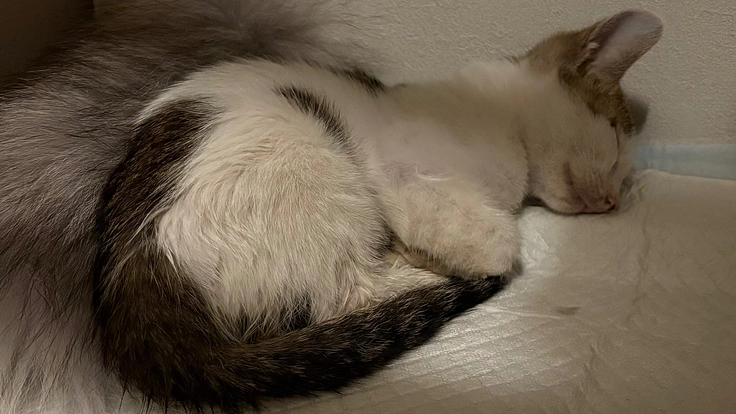 車に轢かれ骨盤骨折をした子猫のご支援にご協力下さい。(まめた 2025/09/27 公開) – クラウドファンディング READYFOR まめた