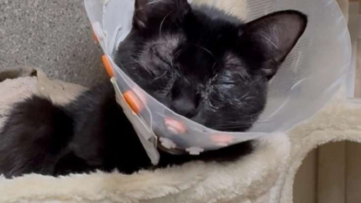 子猫の未来を守るために。両目の手術、通院費用(追加)ご支援のお願い(上原 2025/12/26 公開) – クラウドファンディング READYFOR 上原