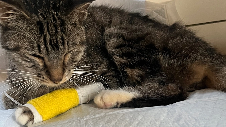 野良猫から保護猫へ、子育ても頑張ったはるちゃんを助けたい!(猫家族 2026/02/10 公開) – クラウドファンディング READYFOR 猫家族