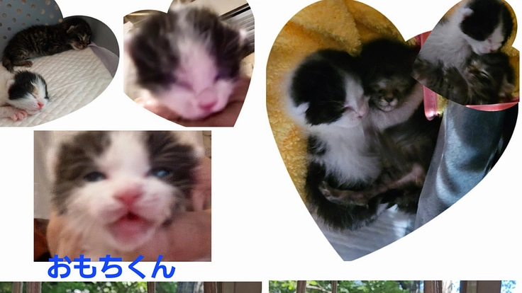 大切な命を守り続けるために…力を届けて下さい!(Takaママの小さな命助け隊 2026/02/10 公開) – クラウドファンディング READYFOR Takaママの小さな命助け隊