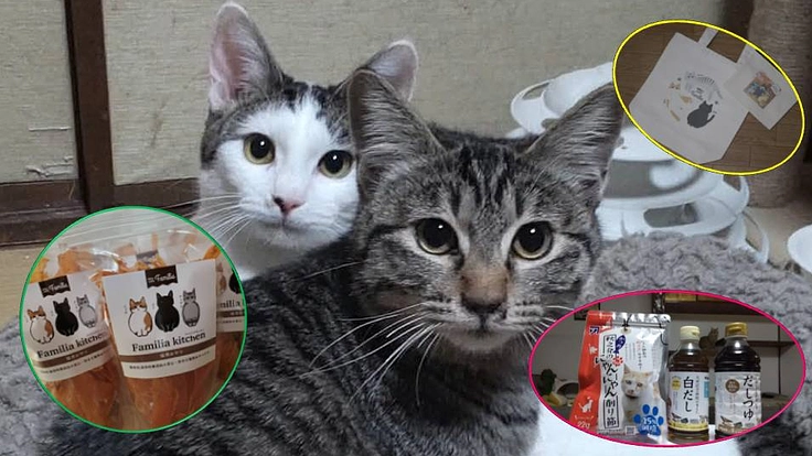 地元の特産品で、47匹の保護猫達のための活動費をご支援下さい。(保護ねこcafe Familia(内海) 2026/02/13 公開) – クラウドファンディング READYFOR 保護ねこcafe Familia(内海)